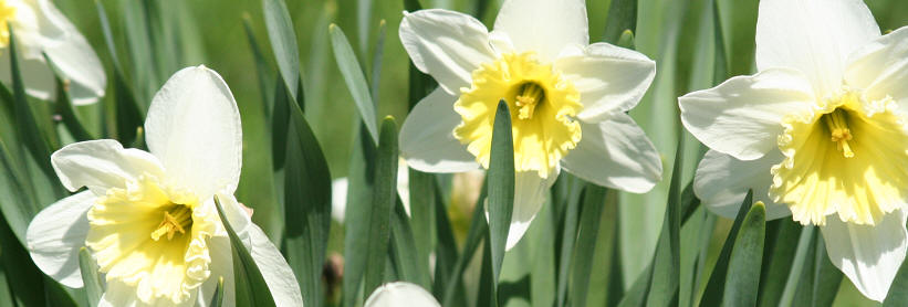 Daffodils